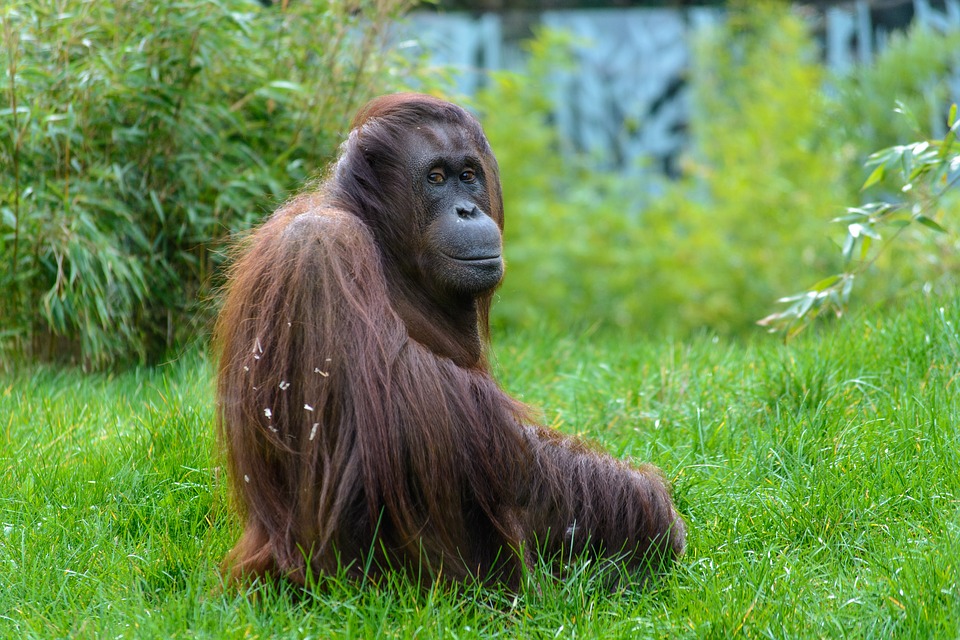 Orangutaní samice