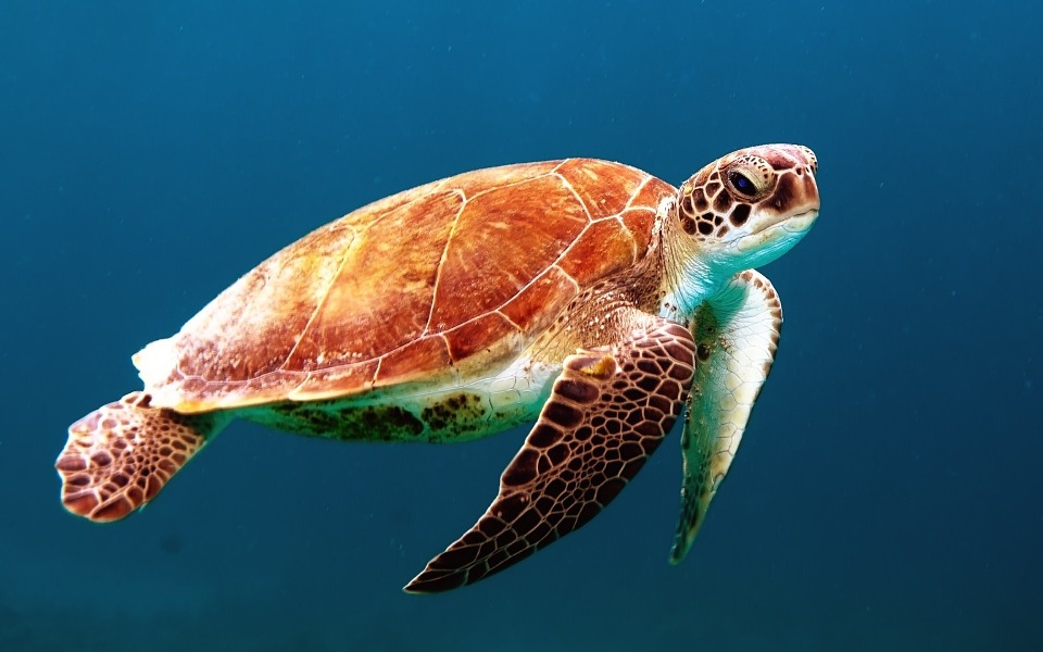 Chov vodní želvy