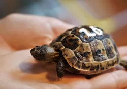 Jak na stavbu venkovního terária pro suchozemskou želvu?