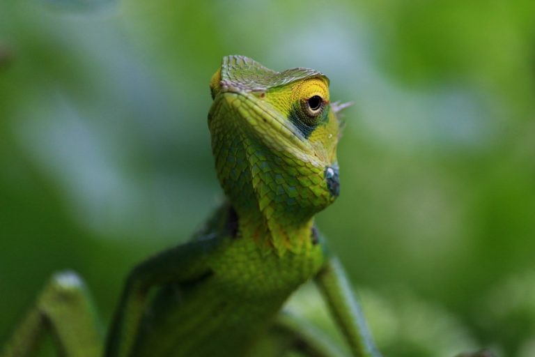 Tipy na chov chameleona