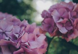 Hortenzie: nádherná rostlina, která dokáže měnit barvy svých květů