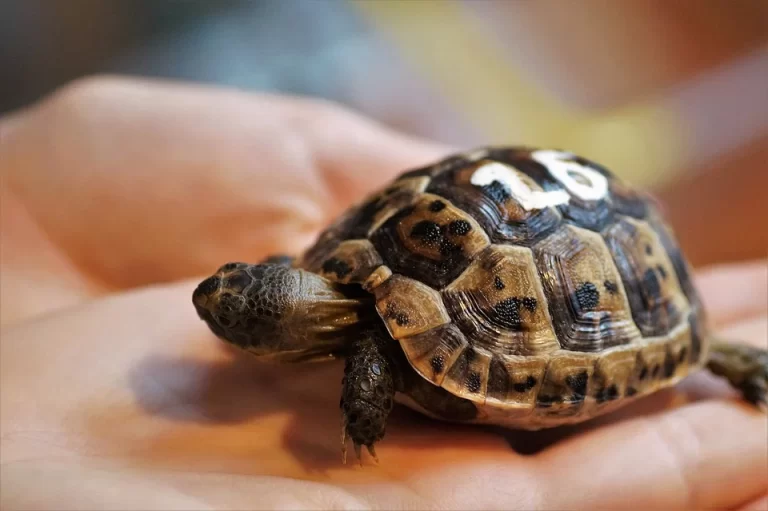 Jak na stavbu venkovního terária pro suchozemskou želvu?