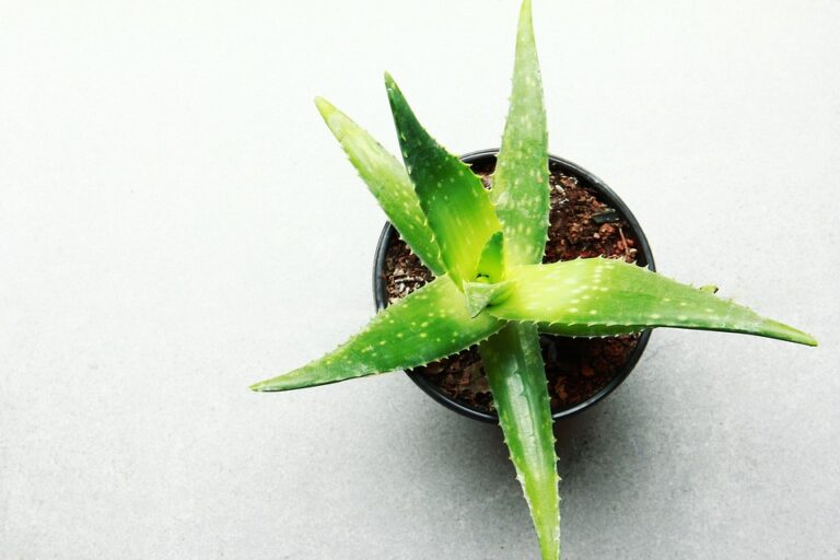 Jak poznat pravou aloe vera 