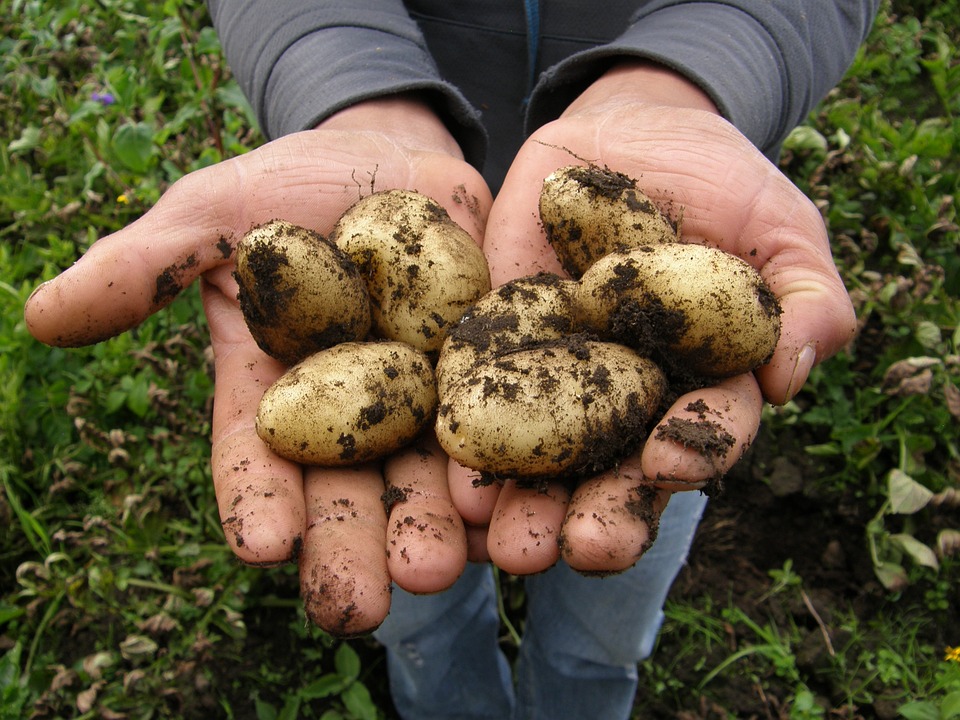 Chcete letos pěstovat brambory? Zkuste to třeba v trávě